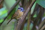 Gray-throated Babblerborder=